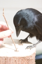 Crows and tools.