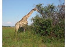2007, Africa, Botswana