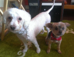 Moby and Zoe, my dogs