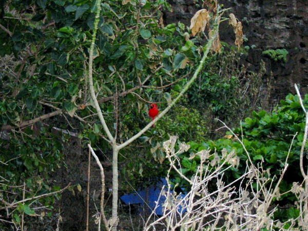 Kauai2005 111